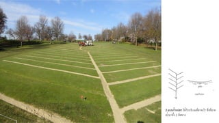 2.แบบก้างปลา ใช้กับบริเวณที่ลาดเว้า ซึ่งที่ลาด
เข้ามาทั้ง 2 ทิศทาง
 