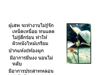 ผู้เสพ จะทางานไม่รู้จัก
เหน็ดเหนื่อย ทนแดด
ไม่รู้สึกร ้อน ทาให ้
ผิวหนังไหม ้เกรียม
ปากแห ้ง ท ้องผูก
มีอาการมึนงง นอนไม่
หลับ
มีอาการประสาทหลอน
 