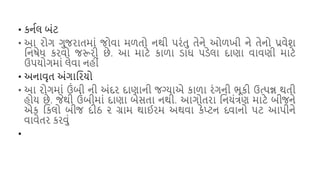 • કનયલ િંટ
• આ રોગ ગુજરાતમાં જોવા મળતો નથી િરંતુ તેને ઓળખી ને તેનો પ્રવેિ
શનર્ેધ કરવો જરૂરી છે. આ માટે કાળા ડાઘ િડેલા દાણા વાવણી માટે
ઉિયોગમાં લેવા નહીં
• અનાવૃત અંગાશરયો
• આ રોગમાં ઉંિી ની અંદર દાણાની જગ્યાએ કાળા રંગની ભૂકી ઉત્િન્ન થતી
હોય છે. જેથી ઉંિીમાં દાણા િેસતા નથી. આગોતરા શનયંત્રણ માટે િીજને
એક શકલો િીજ દીઠ ૨ ગ્રામ થાઈરમ અથવા કેપ્ટન દવાનો િટ આિીને
વાવેતર કરવું
•
 