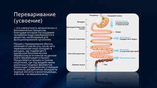 Химия нашего тела.pptx