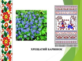 ХРЕЩАТИЙ БАРВІНОК
 