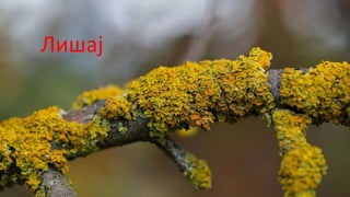 Лишај
 
