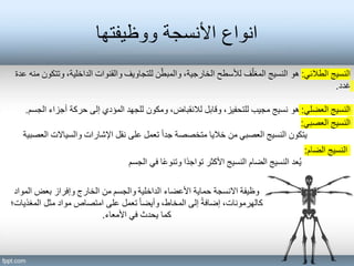 ‫ووظيفتها‬ ‫األنسجة‬ ‫انواع‬
‫الطالئي‬ ‫النسيج‬
:
‫ع‬ ‫منه‬ ‫وتتكون‬ ،‫الداخلية‬ ‫والقنوات‬ ‫للتجاويف‬ ‫ن‬ّ‫والمبط‬ ،‫الخارجية‬ ‫لألسطح‬ ‫ف‬ّ‫المغل‬ ‫النسيج‬ ‫هو‬
‫دة‬
‫غدد‬
.
‫المواد‬ ‫بعض‬ ‫وإفراز‬ ‫الخارج‬ ‫من‬ ‫والجسم‬ ‫الداخلية‬ ‫األعضاء‬ ‫حماية‬ ‫االنسجة‬ ‫وظيفة‬
‫المغذيات؛‬ ‫مثل‬ ‫مواد‬ ‫امتصاص‬ ‫على‬ ‫تعمل‬ ً‫ا‬‫وأيض‬ ،‫المخاط‬ ‫إلى‬ ً‫ة‬‫إضاف‬ ،‫كالهرمونات‬
‫األمعاء‬ ‫في‬ ‫يحدث‬ ‫كما‬
.
‫العضلي‬ ‫النسيج‬
:
‫الجسم‬ ‫أجزاء‬ ‫حركة‬ ‫إلى‬ ‫المؤدي‬ ‫للجهد‬ ‫ومكون‬ ،‫لالنقباض‬ ‫وقابل‬ ،‫للتحفيز‬ ‫مجيب‬ ‫نسيج‬ ‫هو‬
.
‫العصبي‬ ‫النسيج‬
:
‫العصبية‬ ‫والسياالت‬ ‫اإلشارات‬ ‫نقل‬ ‫على‬ ‫تعمل‬ ً‫ا‬‫جد‬ ‫متخصصة‬ ‫خاليا‬ ‫من‬ ‫العصبي‬ ‫النسيج‬ ‫يتكون‬
‫الضام‬ ‫النسيج‬
:
‫الجسم‬ ‫في‬ ‫ا‬ً‫ع‬‫وتنو‬ ‫ًا‬‫د‬‫تواج‬ ‫األكثر‬ ‫النسيج‬ ‫الضام‬ ‫النسيج‬ ‫عد‬ُ‫ي‬
 