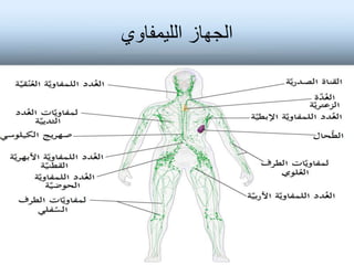 ‫الليمفاوي‬ ‫الجهاز‬
 