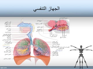 ‫التنفسي‬ ‫الجهاز‬
 