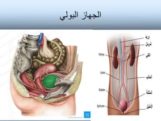 ‫البولي‬ ‫الجهاز‬
 