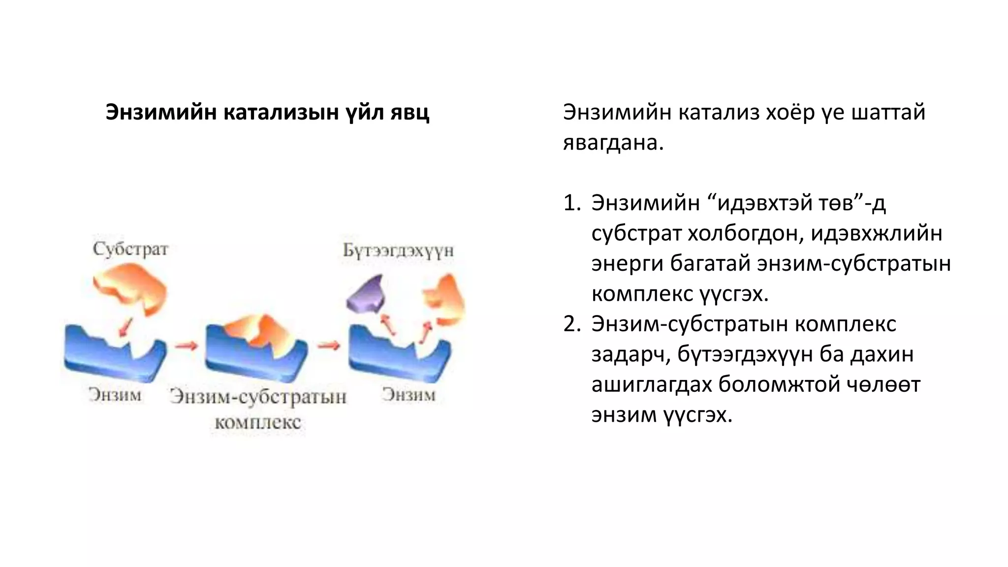 Энзим.pptx