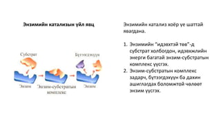 Энзим.pptx
