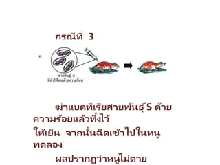 กรณีที่ 3
ฆ่าแบคทีเรียสายพันธุ ์S ด้วย
ความร้อยแล้วทิ้งไว้
ให้เย็น จากนั้นฉีดเข้าไปในหนู
ทดลอง
ผลปรากฏว่าหนูไม่ตาย
 
