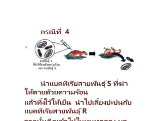 กรณีที่ 4
นาแบคทีเรียสายพันธุ ์S ที่ฆ่า
ให้ตายด้วยความร้อน
แล้วทิ้งไว้ให้เย็น นาไปเลี้ยงปะปนกับ
แบคทีเรียสายพันธุ ์R
 