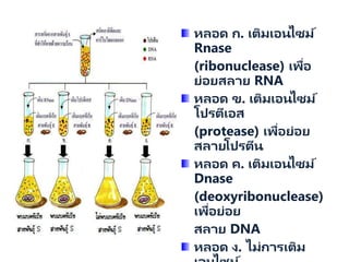 หลอด ก. เติมเอนไซม์
Rnase
(ribonuclease) เพื่อ
ย่อยสลาย RNA
หลอด ข. เติมเอนไซม์
โปรตีเอส
(protease) เพื่อย่อย
สลายโปรตีน
หลอด ค. เติมเอนไซม์
Dnase
(deoxyribonuclease)
เพื่อย่อย
สลาย DNA
หลอด ง. ไม่การเติม
 