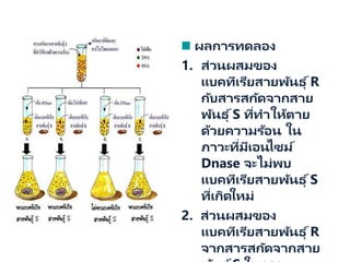 ผลการทดลอง
1. ส่วนผสมของ
แบคทีเรียสายพันธุ ์R
กับสารสกัดจากสาย
พันธุ ์S ที่ทาให้ตาย
ด้วยความร้อน ใน
ภาวะที่มีเอนไซม์
Dnase จะไม่พบ
แบคทีเรียสายพันธุ ์S
ที่เกิดใหม่
2. ส่วนผสมของ
แบคทีเรียสายพันธุ ์R
จากสารสกัดจากสาย
 