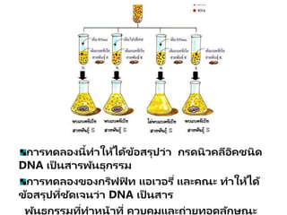 การทดลองนี้ทาให้ได้ข้อสรุปว่า กรดนิวคลีอิคชนิด
DNA เป็ นสารพัȨุกรรม
การทดลองของกริฟฟิ ท แอเวอรี่ และคณะ ทาให้ได้
ข้อสรุปที่ชัดเจนว่า DNA เป็ นสาร
พัȨุกรรมที่ทาหน้าที่ ควบคุมและถ่ายทอดลักษณะ
 