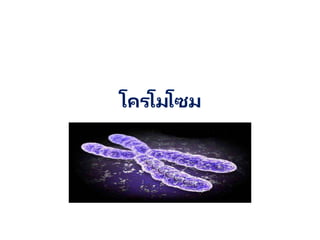 โครโมโซม
 
