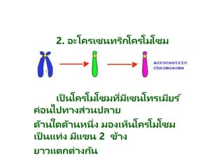 2. อะโครเซนทริกโครโมโซม
เป็ นโครโมโซมที่มีเซนโทรเมียร ์
ค่อนไปทางส่วนปลาย
ด้านใดด้านหนึ่ง มองเห็นโครโมโซม
เป็ นแท่ง มีแขน 2 ข้าง
ยาวแตกต่างกัน
 
