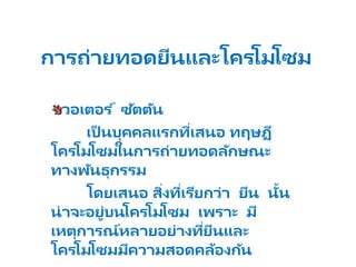 การถ่ายทอดยีȨละโครโมโซม
วอเตอร ์ ซัตตัน
เป็ นบุคคลแรกที่เสนอ ทฤษฏี
โครโมโซมในการถ่ายทอดลักษณะ
ทางพัȨุกรรม
โดยเสนอ สิ่งที่เรียกว่า ยีน นั้น
น่าจะอยู่บนโครโมโซม เพราะ มี
เหตุการณ์หลายอย่างที่ยีนและ
โครโมโซมมีความสอดคล้องกัน
 