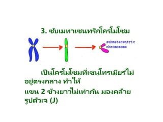 3. ซับเมทาเซนทริกโครโมโซม
เป็ นโครโมโซมที่เซนโทรเมียร ์ไม่
อยู่ตรงกลาง ทาให้
แขน 2 ข้างยาวไม่เท่ากัน มองคล้าย
รูปตัวเจ (J)
 