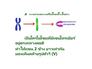 4. เมทาเซนทริกโครโมโซม
เป็ นโครโมโซมที่มีเซนโทรเมียร ์
อยู่ตรงกลางพอดี
ทาให้แขน 2 ข้าง ยาวเท่ากัน
มองเห็นคล้ายรูปตัววี (V)
 