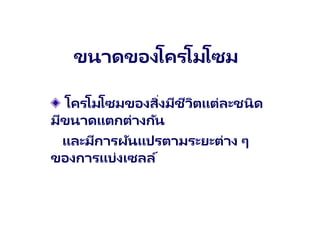 ขนาดของโครโมโซม
โครโมโซมของสิ่งมีชีวิตแต่ละชนิด
มีขนาดแตกต่างกัน
และมีการผันแปรตามระยะต่าง ๆ
ของการแบ่งเซลล์
 