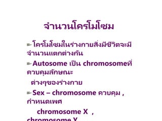 จานวนโครโมโซม
โครโมโซมในร่างกายสิ่งมีชีวิตจะมี
จานวนแตกต่างกัน
Autosome เป็ น chromosomeที่
ควบคุมลักษณะ
ต่างๆของร่างกาย
Sex – chromosome ควบคุม ,
กาหนดเพศ
chromosome X ,
 
