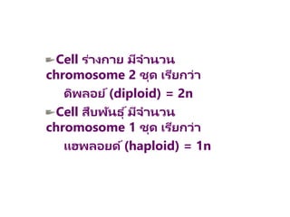 Cell ร่างกาย มีจานวน
chromosome 2 ชุด เรียกว่า
ดิพลอย์(diploid) = 2n
Cell สืบพันธุ ์มีจานวน
chromosome 1 ชุด เรียกว่า
แฮพลอยด์(haploid) = 1n
 