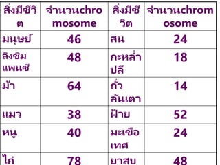 สิ่งมีชีวิ
ต
จานวนchro
mosome
สิ่งมีชี
วิต
จานวนchrom
osome
มนุษย์ 46 สน 24
ลิงชิม
แพนซี
48 กะหล่า
ปลี
18
ม้า 64 ถั่ว
ลันเตา
14
แมว 38 ฝ
้ าย 52
หนู 40 มะเขือ
เทศ
24
ไก่ ยาสูบ
 