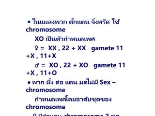 ในแมลงพวก ตั๊กแตน จิ้งหรีด ใช้
chromosome
XO เป็ นตัวกาหนดเพศ
♀ = XX , 22 + XX gamete 11
+X , 11+X
♂ = XO , 22 + XO gamete 11
+X , 11+O
พวก ผึ้ง ต่อ แตน มดไม่มี Sex –
chromosome
กาหนดเพศโดยอาศัยชุดของ
chromosome
 