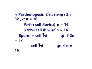 Parthenogesis ผึ้งนางพญา 2n =
32 , ♂ n = 16
♀สร้าง cell สืบพันธุ ์ n = 16
♂สร้าง cell สืบพันธุ ์n = 16
Sperm + cell ไข่ ลูก ♀ 2n
= 32
cell ไข่ ลูก ♂ n =
16
 