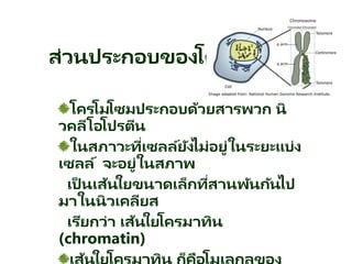 ส่วนประกอบของโครโมโซม
โครโมโซมประกอบด้วยสารพวก นิ
วคลีโอโปรตีน
ในสภาวะที่เซลล์ยังไม่อยู่ในระยะแบ่ง
เซลล์ จะอยู่ในสภาพ
เป็ นเส้นใยขนาดเล็กที่สานพันกันไป
มาในนิวเคลียส
เรียกว่า เส้นใยโครมาทิน
(chromatin)
 