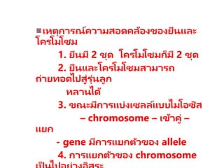 เหตุการณ์ความสอดคล้องของยีนและ
โครโมโซม
1. ยีนมี 2 ชุด โครโมโซมก็มี 2 ชุด
2. ยีȨละโครโมโซมสามารถ
ถ่ายทอดไปสู่รุ่นลูก
หลานได้
3. ขณะมีการแบ่งเซลล์แบบไมโอซิส
– chromosome – เข้าคู่ –
แยก
- gene มีการแยกตัวของ allele
4. การแยกตัวของ chromosome
 