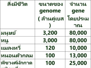 สิ่งมีชีวิต ขนาดของ
genome
( ล้านคู่เบส
)
จานวน
gene
โดยประม
าณ
มนุษย์ 3,200 80,000
หนู 3,000 80,000
แมลงหวี่ 120 10,000
หนอนตัวกลม 100 13,000
พืชวงศ์ผักกาด 100 25,000
 