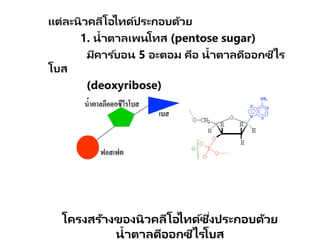 แต่ละนิวคลีโอไทด์ประกอบด้วย
1. น้าตาลเพนโทส (pentose sugar)
มีคาร ์บอน 5 อะตอม คือ น้าตาลดีออกซีไร
โบส
(deoxyribose)
โครงสร้างของนิวคลีโอไทด์ซึ่งประกอบด้วย
น้าตาลดีออกซีไรโบส
 