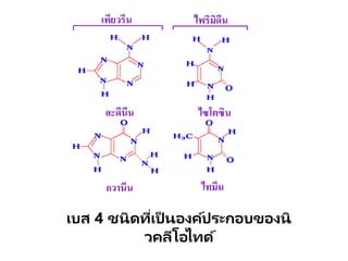 เบส 4 ชนิดที่เป็ นองค์ประกอบของนิ
วคลีโอไทด์
 