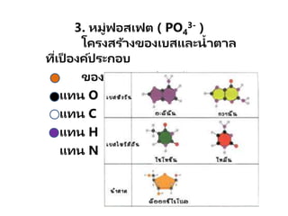 3. หมู่ฟอสเฟต ( PO4
3- )
โครงสร้างของเบสและน้าตาล
ที่เป็ องค์ประกอบ
ของกรดนิวคลีอิค ดังภาพ
แทน O
แทน C
แทน H
แทน N
 