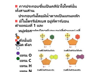 การประกอบขึ้นเป็ นคลีนิวโอไทด์นั้น
ทั้งสามส่วน
ประกอบกันโดยมีน้าตาลเป็ นแกนหลัก
มีไนโตรจีนัสเบส อยู่ที่คาร ์บอน
ตาแหน่งที่ 1 และ
หมู่ฟอสเฟตมีคาร ์บอนอยู่ที่ตาแหน่งที่
5
ดังนั้นนิวคลีโอไทด์ใน DNA จึงมี 4
ชนิด ดังภาพ
แทน O
แทน C
แทน H
 