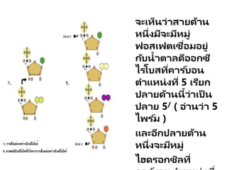 จะเห็นว่าสายด้าน
หนึ่งมีจะมีหมู่
ฟอสเฟตเชื่อมอยู่
กับน้าตาลดีออกซี
ไรโบสที่คาร ์บอน
ตาแหน่งที่ 5 เรียก
ปลายด้านนี้ว่าเป็ น
ปลาย 5/ ( อ่านว่า 5
ไพร ์ม )
และอีกปลายด้าน
หนึ่งจะมีหมู่
ไฮดรอกซิลที่
 