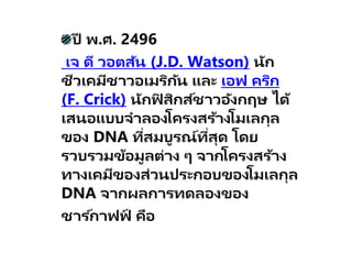 ปี พ.ศ. 2496
เจ ดี วอตสัน (J.D. Watson) นัก
ชีวเคมีชาวอเมริกัน และ เอฟ คริก
(F. Crick) นักฟิ สิกส์ชาวอังกฤษ ได้
เสนอแบบจาลองโครงสร้างโมเลกุล
ของ DNA ที่สมบูรณ์ที่สุด โดย
รวบรวมข้อมูลต่าง ๆ จากโครงสร้าง
ทางเคมีของส่วนประกอบของโมเลกุล
DNA จากผลการทดลองของ
ชาร ์กาฟฟ
์ คือ
 