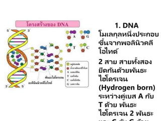 1. DNA
โมเลกุลหนึ่งประกอบ
ขึ้นจากพอลินิวคลี
โอไทด์
2 สาย สายทั้งสอง
ยึดกันด้วยพันธะ
ไฮโดรเจน
(Hydrogen born)
ระหว่างคู่เบส A กับ
T ด้วย พันธะ
ไฮโดรเจน 2 พันธะ
 