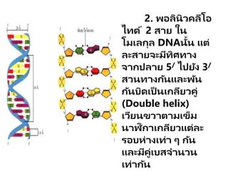 2. พอลินิวคลีโอ
ไทด์ 2 สาย ใน
โมเลกุล DNAนั้น แต่
ละสายจะมีทิศทาง
จากปลาย 5/ ไปยัง 3/
สวนทางกันและพัน
กันบิดเป็ นเกลียวคู่
(Double helix)
เวียนขวาตามเข็ม
นาฬิกาเกลียวแต่ละ
รอบห่างเท่า ๆ กัน
และมีคู่เบสจานวน
เท่ากัน
 