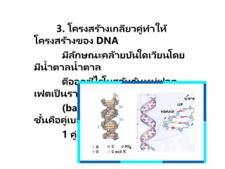 3. โครงสร้างเกลียวคู่ทาให้
โครงสร้างของ DNA
มีลักษณะคล้ายบันใดเวียนโดย
มีน้าตาลน้าตาล
ดีออกซีไรโบสจับกันหมู่ฟอต
เฟตเป็ นราวบันใด
(backbones) และบันใดแต่ละ
ชั้นคือคู่เบส
1 คู่
 