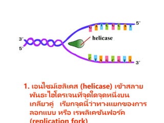 1. เอนไซม์เฮลิเคส (helicase) เข้าสลาย
พันธะไฮโดรเจนที่จุดใดจุดหนึ่งบน
เกลียวคู่ เรียกจุดนี้ว่าทางแยกของการ
ลอกแบบ หรือ เรพลิเคชันฟอร ์ค
 