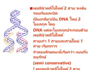 พอลินิวคลีโอไทด์2 สาย จะพัน
รอบกันและบิด
เป็ นเกลียวเป็ น DNA ใหม่ 2
โมเลกุล โดย
DNA แต่ละโมเลกุลประกอบด้วย
พอลินิวคลีโอไทด์
สายเก่า 1 สายและสายใหม่ 1
สาย เรียกการ
จาลองลักษณะนี้เรียกว่า แบบกึ่ง
อนุรักษ์
(semi conservative)
 