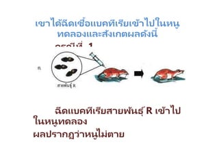เขาได้ฉีดเชื้อแบคทีเรียเข้าไปในหนู
ทดลองและสังเกตผลดังนี้
กรณีที่ 1
ฉีดแบคทีเรียสายพันธุ ์R เข้าไป
ในหนูทดลอง
ผลปรากฏว่าหนูไม่ตาย
 