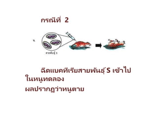 กรณีที่ 2
ฉีดแบคทีเรียสายพันธุ ์S เข้าไป
ในหนูทดลอง
ผลปรากฏว่าหนูตาย
 