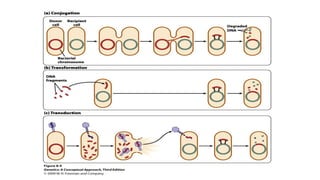 Bacterial genetics and variation | PDF