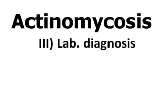 Actinomy
cosis
Actinomycosis
III) Lab. diagnosis
 