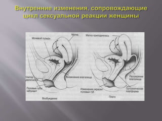 Возникновение сексуального возбуждения.pptx | Free Download