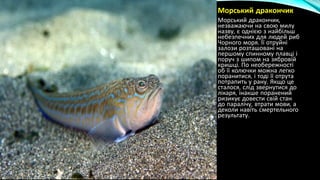 • Морський дракончик
• Морський дракончик,
незважаючи на свою милу
назву, є однією з найбільш
небезпечних для людей риб
Чорного моря. Її отруйні
залози розташовані на
першому спинному плавці і
поруч з шипом на зябровій
кришці. По необережності
об її колючки можна легко
поранитися, і тоді її отрута
потрапить у рану. Якщо це
сталося, слід звернутися до
лікаря, інакше поранений
ризикує довести свій стан
до паралічу, втрати мови, а
деколи навіть смертельного
результату.
 
