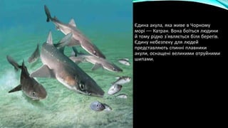 • Єдина акула, яка живе в Чорному
морі — Катран. Вона боїться людини
й тому рідко з’являється біля берегів.
Єдину небезпеку для людей
представляють спинні плавники
акули, оснащені великими отруйними
шипами.
 