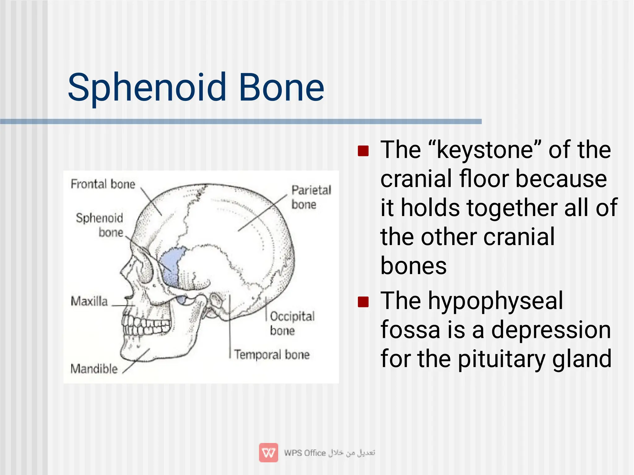 Sphenoid Bone


The “keystone” of the
cranial ﬂoor because
it holds together all of
the other cranial
bones
The hypophyseal
fossa is a depression
for the pituitary gland
 